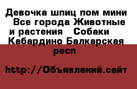 Девочка шпиц пом мини - Все города Животные и растения » Собаки   . Кабардино-Балкарская респ.